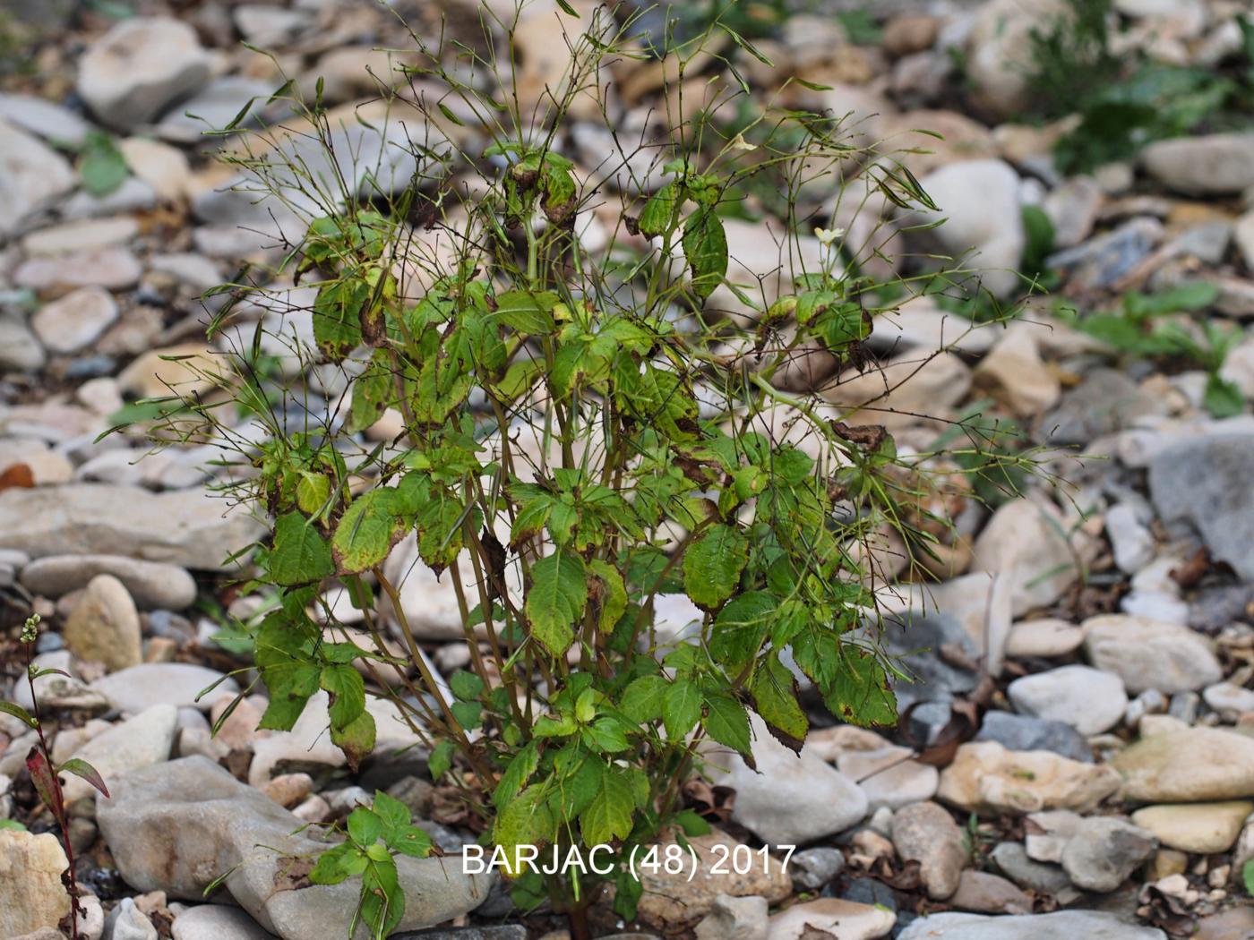 Balsam, Wild plant